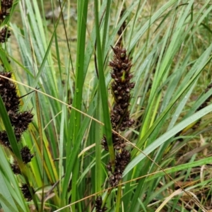 Gahnia aspera at Bungonia National Park - 15 Jun 2024