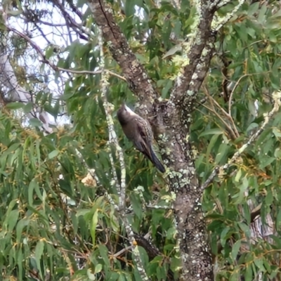 Cormobates leucophaea (White-throated Treecreeper) at Bungonia National Park - 15 Jun 2024 by trevorpreston