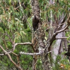 Cormobates leucophaea at Bungonia National Park - 15 Jun 2024