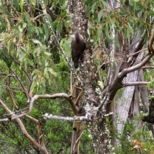 Cormobates leucophaea at Bungonia National Park - 15 Jun 2024