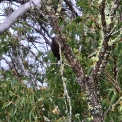 Cormobates leucophaea at Bungonia National Park - 15 Jun 2024