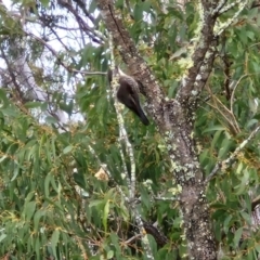 Cormobates leucophaea at Bungonia National Park - 15 Jun 2024