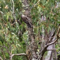 Cormobates leucophaea at Bungonia National Park - 15 Jun 2024 01:07 PM