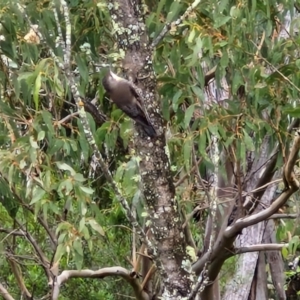 Cormobates leucophaea at Bungonia National Park - 15 Jun 2024