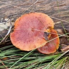 Unidentified Cap on a stem; gills below cap [mushrooms or mushroom-like] at Bungonia, NSW - 15 Jun 2024 by trevorpreston