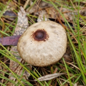 Macrolepiota clelandii at Bungonia National Park - 15 Jun 2024