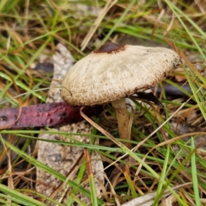 Macrolepiota clelandii at Bungonia National Park - 15 Jun 2024