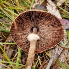 Macrolepiota clelandii at Bungonia National Park - 15 Jun 2024