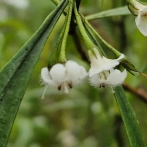 Myoporum montanum at Bungonia National Park - 15 Jun 2024