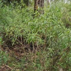 Myoporum montanum at Bungonia National Park - 15 Jun 2024