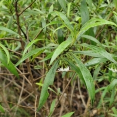 Myoporum montanum at Bungonia National Park - 15 Jun 2024