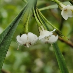 Myoporum montanum at Bungonia National Park - 15 Jun 2024 12:53 PM