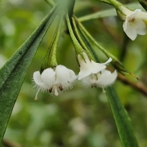 Myoporum montanum at Bungonia National Park - 15 Jun 2024