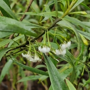 Myoporum montanum at Bungonia National Park - 15 Jun 2024 12:53 PM