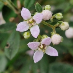 Zieria cytisoides (Downy Zieria) at Goulburn Mulwaree Council - 15 Jun 2024 by trevorpreston