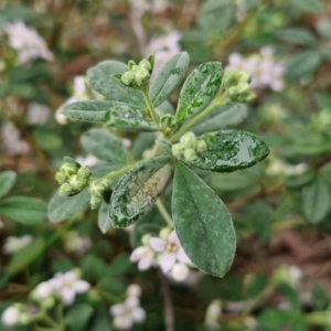 Zieria cytisoides at Bungonia National Park - 15 Jun 2024