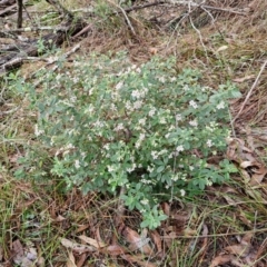 Zieria cytisoides at Bungonia National Park - 15 Jun 2024