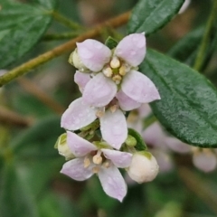 Zieria cytisoides at Bungonia National Park - 15 Jun 2024