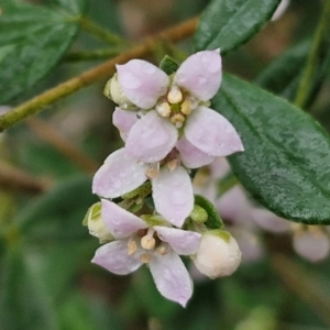 Zieria cytisoides at Bungonia National Park - 15 Jun 2024