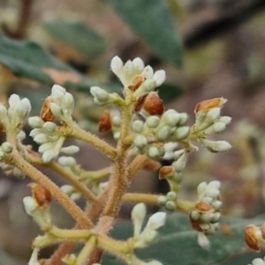 Pomaderris intermedia (Golden Pomaderris) at Goulburn Mulwaree Council - 15 Jun 2024 by trevorpreston