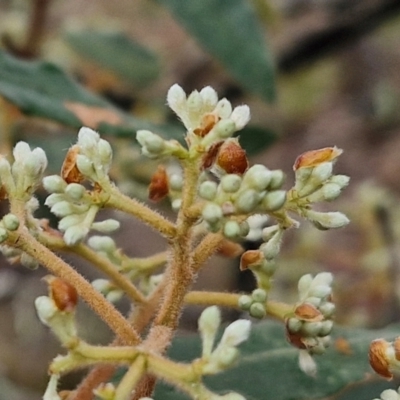 Pomaderris intermedia (Golden Pomaderris) at Bungonia National Park - 15 Jun 2024 by trevorpreston