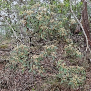 Pomaderris intermedia at Bungonia National Park - 15 Jun 2024