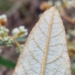 Pomaderris intermedia at Bungonia National Park - 15 Jun 2024