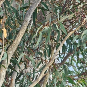 Eucalyptus rossii at Mount Majura - 15 Jun 2024