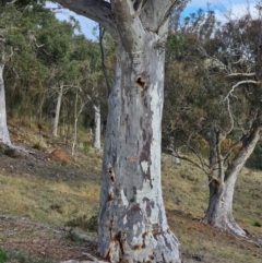 Eucalyptus rossii at Mount Majura - 15 Jun 2024