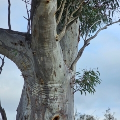 Eucalyptus rossii at Mount Majura - 15 Jun 2024