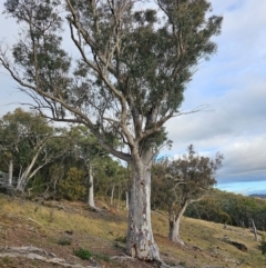 Eucalyptus rossii at Mount Majura - 15 Jun 2024