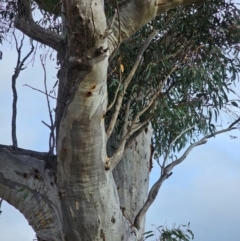 Eucalyptus rossii at Mount Majura - 15 Jun 2024