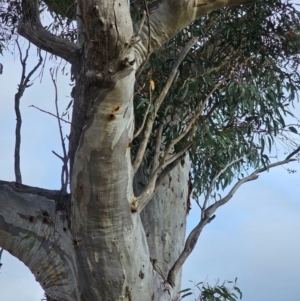 Eucalyptus rossii at Mount Majura - 15 Jun 2024