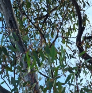 Eucalyptus melliodora at Mount Majura - 15 Jun 2024 03:24 PM