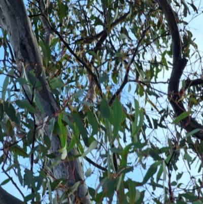 Eucalyptus globulus subsp. bicostata at Watson, ACT - 15 Jun 2024 by EcolCara37