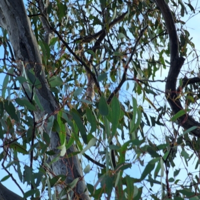 Eucalyptus melliodora (Yellow Box) at Watson, ACT - 15 Jun 2024 by EcolCara37