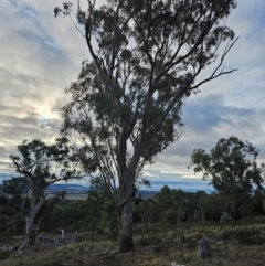 Eucalyptus melliodora at Mount Majura - 15 Jun 2024 03:24 PM