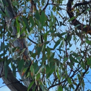 Eucalyptus melliodora at Mount Majura - 15 Jun 2024 03:24 PM