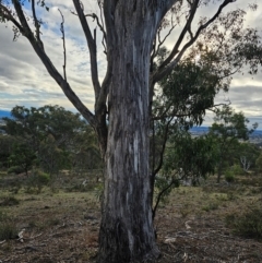 Eucalyptus melliodora at Mount Majura - 15 Jun 2024 03:24 PM