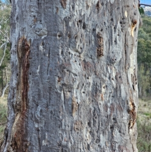 Eucalyptus rossii at Mount Majura - 15 Jun 2024 03:14 PM