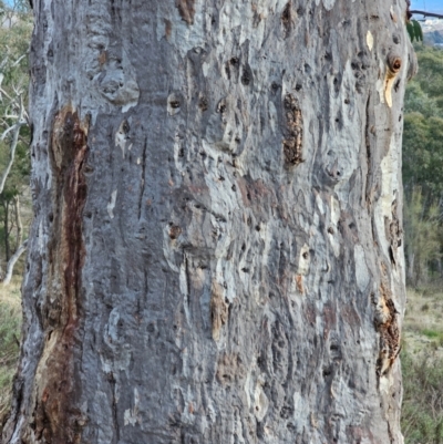Eucalyptus rossii (Inland Scribbly Gum) at Mount Majura - 15 Jun 2024 by EcolCara37