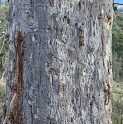 Eucalyptus rossii (Inland Scribbly Gum) at Watson, ACT - 15 Jun 2024 by EcolCara37