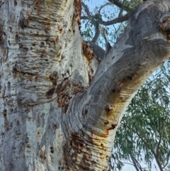 Eucalyptus rossii at Mount Majura - 15 Jun 2024 03:14 PM