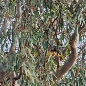 Eucalyptus rossii at Mount Majura - 15 Jun 2024 03:14 PM