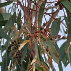 Eucalyptus rossii at Mount Majura - 15 Jun 2024 03:14 PM