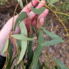 Eucalyptus rossii at Mount Majura - 15 Jun 2024 03:14 PM