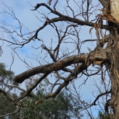 Eucalyptus melliodora (Yellow Box) at Mount Majura - 15 Jun 2024 by EcolCara37