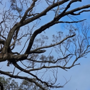 Eucalyptus melliodora at Mount Majura - 15 Jun 2024 02:57 PM