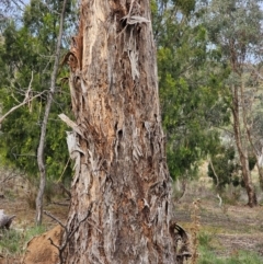 Eucalyptus melliodora at Mount Majura - 15 Jun 2024 02:57 PM