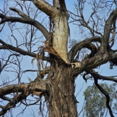 Eucalyptus melliodora at Mount Majura - 15 Jun 2024